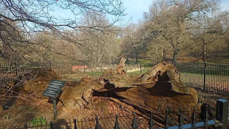 Queen Elizabeth I Oak - Queen Elizabeth I Oak London SE10 9NN, UK
