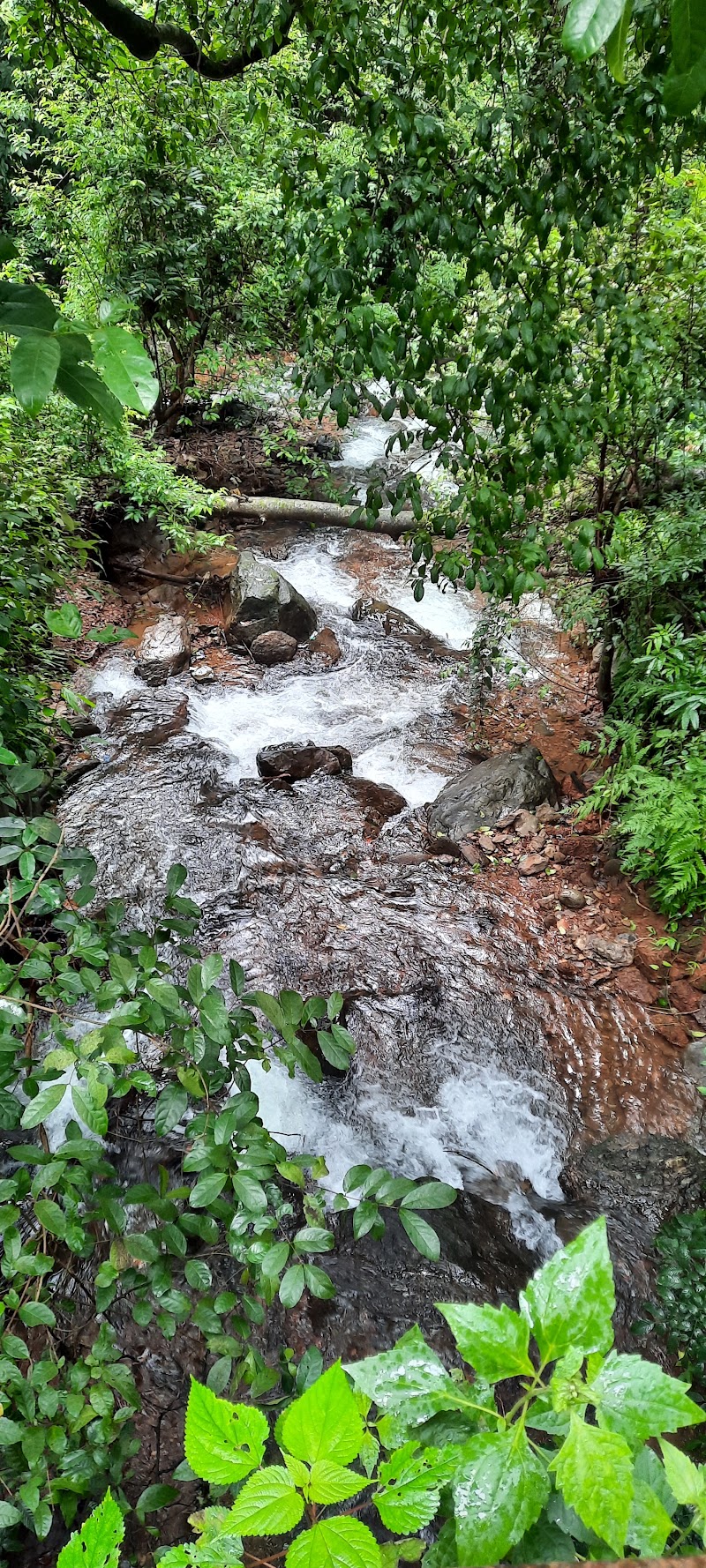 Bamanbudo Waterfall - Bamanbudo Waterfall 3565+2RC, MDR34, Gaundongren, Goa 403704, India