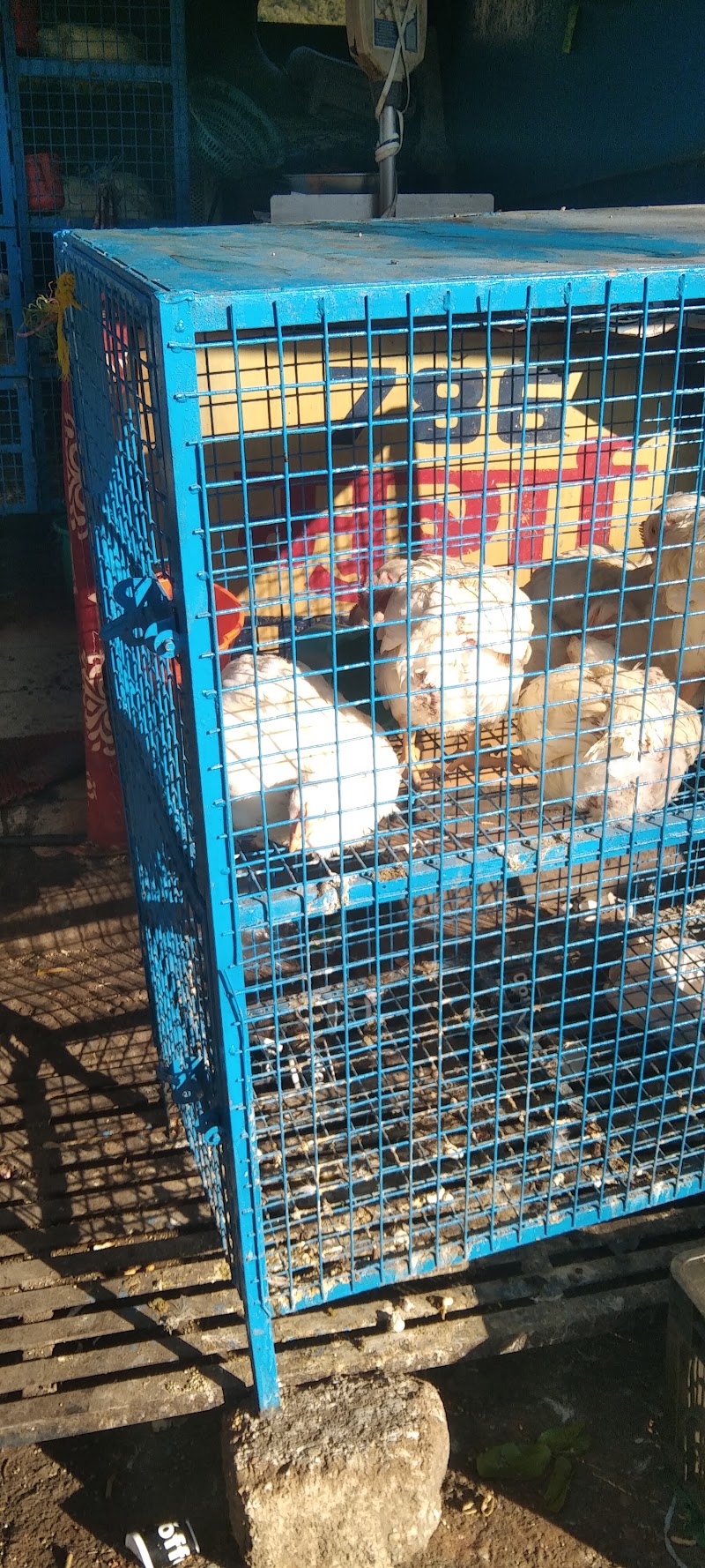 Kumaun Chicken Shop 786 - Kumaun Chicken Shop 786, 011 Main Chauraha Bhowali, Bhowali, Sukha, Uttarakhand 263132, India