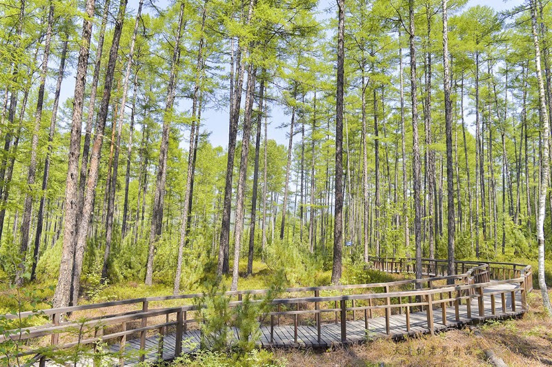 Moerdaoga National Forest Park - Moerdaoga National Forest Park, 8MJH+WVW, Ergun City, Hulunbuir, Inner Mongolia, China, 022291