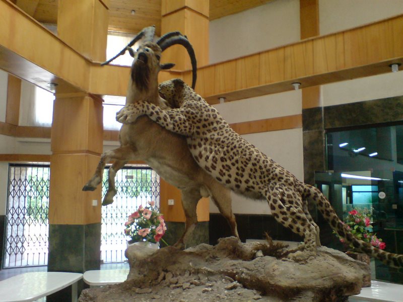 Wildlife Museum - Wildlife Museum, 678W+G24, Ardabil, Ardabil Province, Iran
