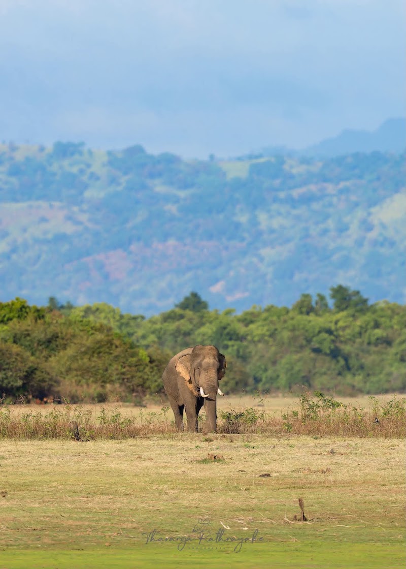 Yala Safari - Ceylon Wild - Yala Safari - Ceylon Wild, Yodhakandiya, Tissamaharama 82600, Sri Lanka