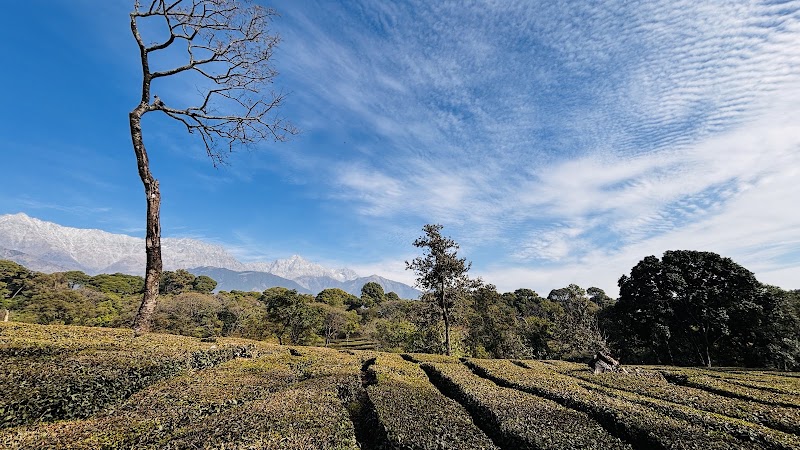 Tea Garden - Tea Garden, 6856+Q3W, Narghota Road, Dharamshala, Himachal Pradesh 176217, India
