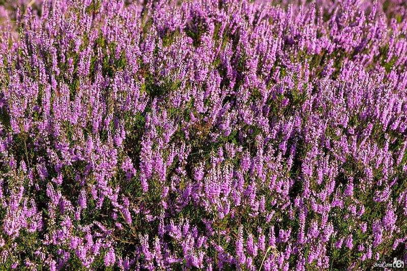 Heidecafé de Strabrechtse Heide - Heidecafé de Strabrechtse Heide, De Plaetse 71A, 5591 TX Heeze, Netherlands