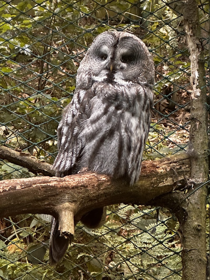 Děčín Zoo - Děčín Zoo, Žižkova 15, 405 02 Děčín-Děčín 2, Czechia