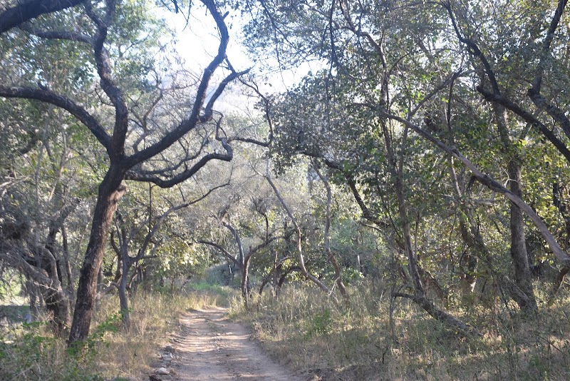 Kumbhalgarh Jungle - Kumbhalgarh Jungle Fort Road, Kumbhalgarh, Kelwara, Rajasthan 313325, India