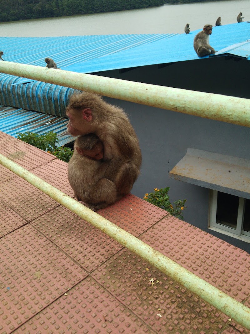 Pykara Lake Boat House - Pykara Lake Boat House FH3W+WXP, Pykara, Naduvattam, Tamil Nadu 643237, India