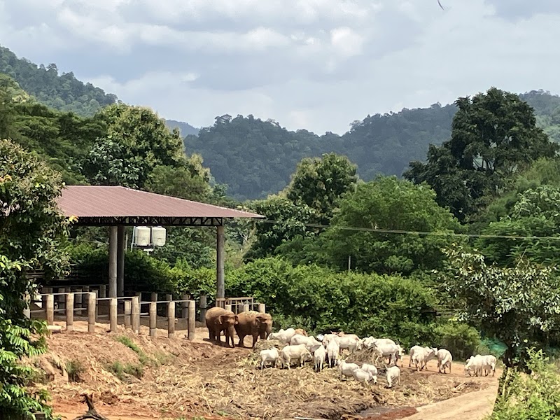 Elephant Nature Park - Elephant Nature Park ชม.3052 Tambon Kuet Chang, Amphoe Mae Taeng, Chang Wat Chiang Mai 50150, Thailand