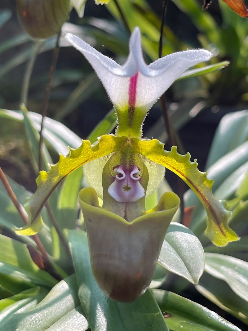 Kaziranga National Orchid and Biodiversity Park - Kaziranga National Orchid and Biodiversity Park NH NO 37, Hatikhuli T.E., Durgapur, Assam 785609, India