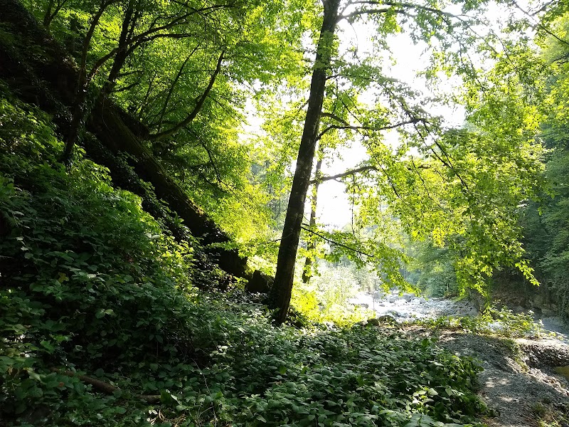 Lagodekhi's Managed Reserve - Lagodekhi's Managed Reserve, 197 Vashlovani St, Lagodekhi, Georgia