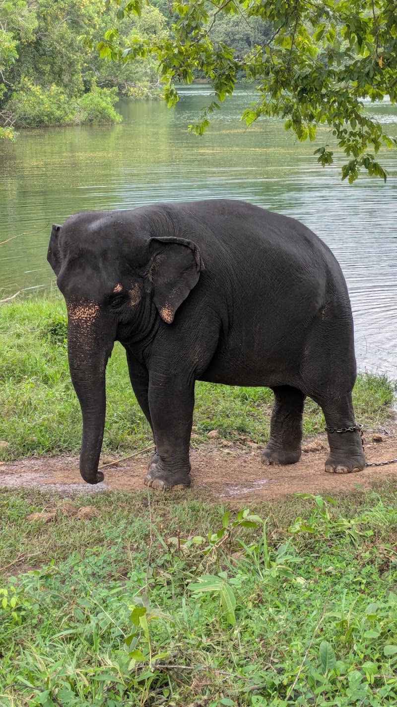 Neyyar Wildlife Sanctuary - Neyyar Wildlife Sanctuary G5M2+J4C, Kallikkad, Kerala 695572, India
