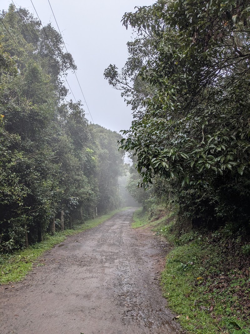 Longwood Shola Reserve Forest