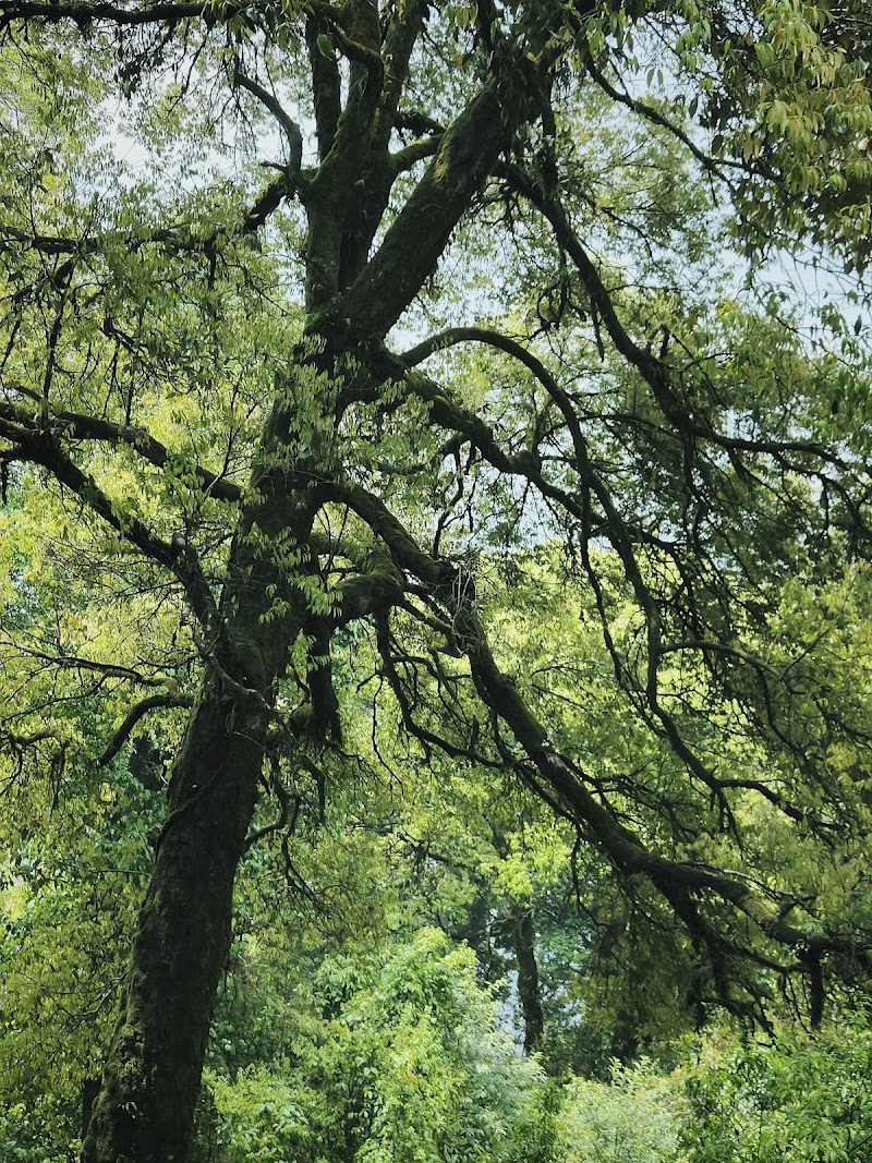 Majestic Pine Forest - Majestic Pine Forest X4VW+5PP, Mim Nagri Range, West Bengal 734221, India