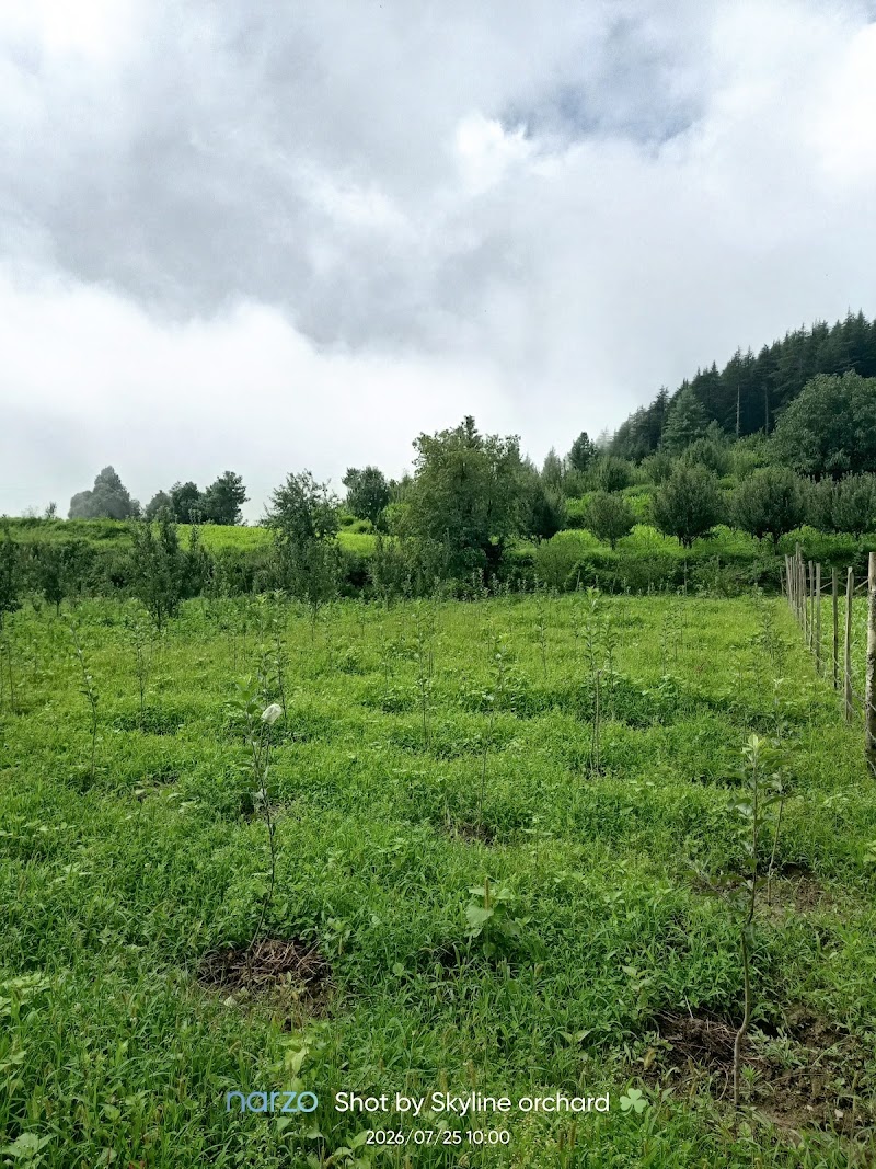 Skyline Orchards - Skyline Orchards, Q88R+CF, Sarahan, Manyashi, Himachal Pradesh 175134, India