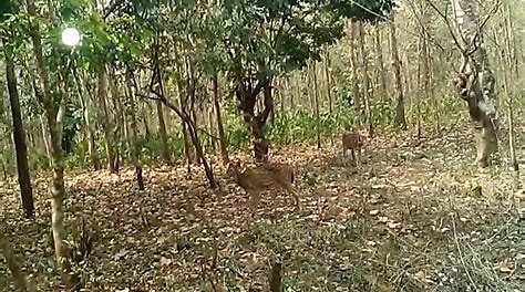 Bengal Safari - Bengal Safari, 5th Mile, Sevoke Rd, Salugara, Siliguri, Junglee Mohal, West Bengal 734008, India