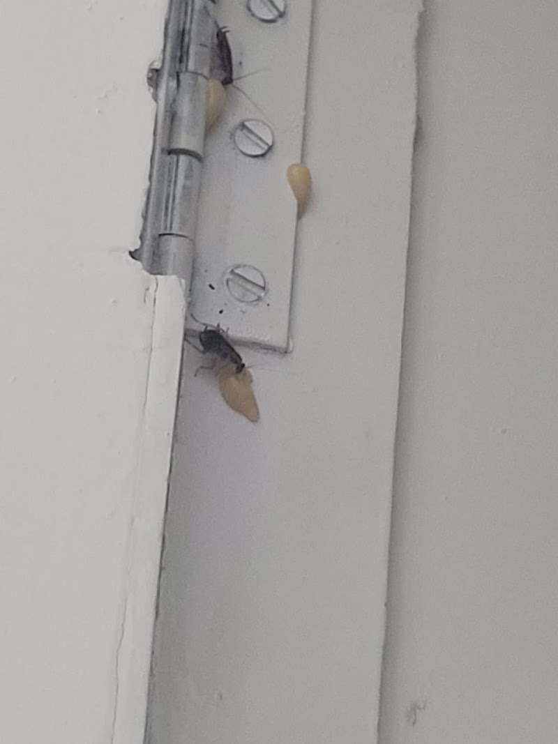I Care Godrej Pest Control Services - I Care Godrej Pest Control Services, Govindraj nagar, Govindaraja Nagar Ward, Govindaraja Nagar, Vijayanagar, Bengaluru, Karnataka 560040, India