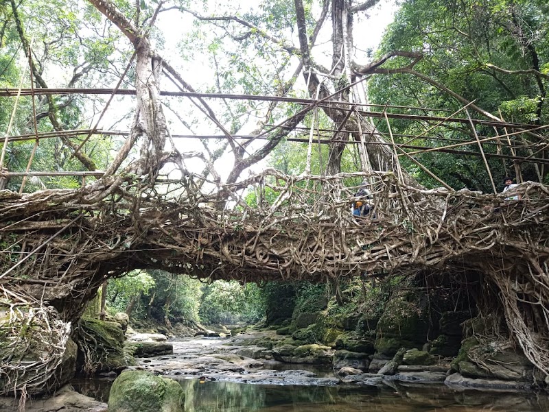 Riwai Living-root Bridge - Riwai Living-root Bridge 6V4X+F2X, Surok Mawlynnong, Mawlynnong, Meghalaya 793110, India