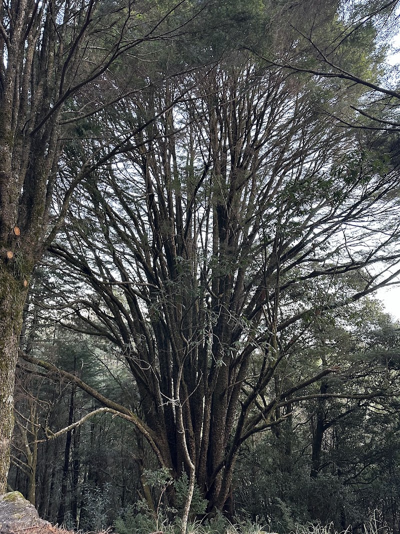 Xueshan Giant Tree - Xueshan Giant Tree, Bo'ai Village, Heping District, Taichung City, Taiwan 424