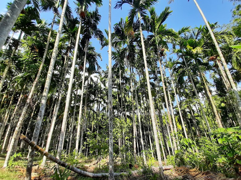 Walking Path To Elephant Beach - Walking Path To Elephant Beach 2X57+FCJ, SH4, Andaman and Nicobar Islands 744211, India