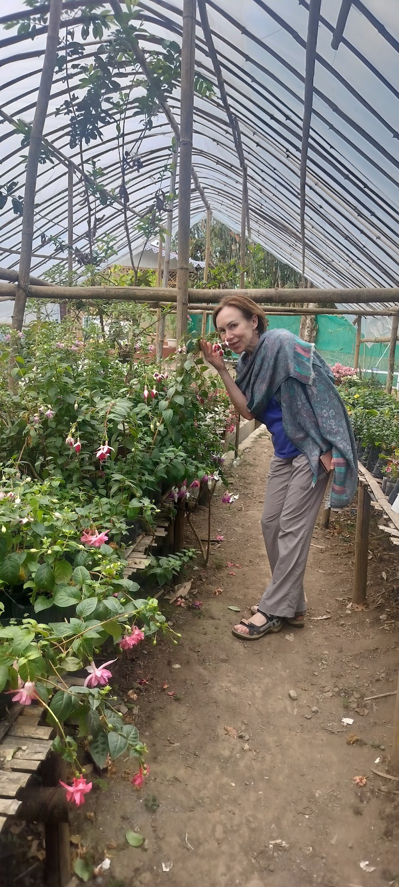Tenam Garden Holistic Homestay - Tenam Garden Holistic Homestay, Dr. Grahams Homes, near Ronaldshay Park, Deolo, Kalimpong, West Bengal 734316, India