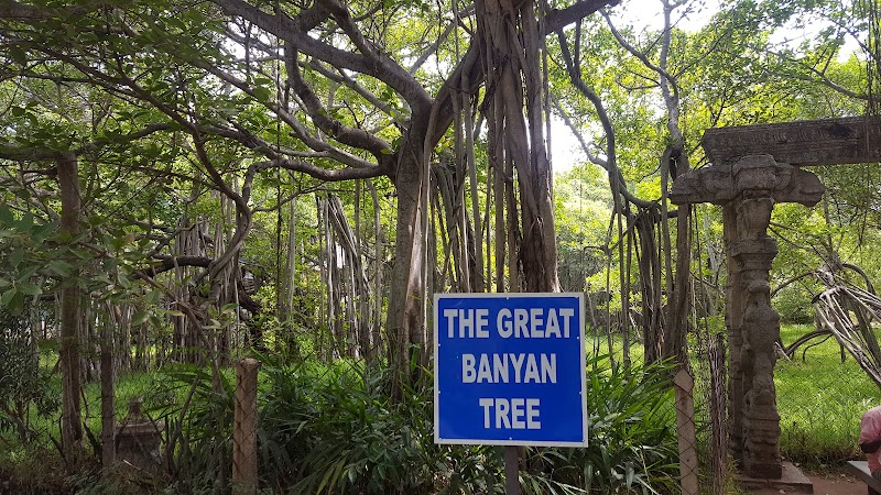 Adyar Banyan Tree - Adyar Banyan Tree, 2769+487, Schwarz Ave, Theosophical Society, Besant Nagar, Chennai, Tamil Nadu 600020, India