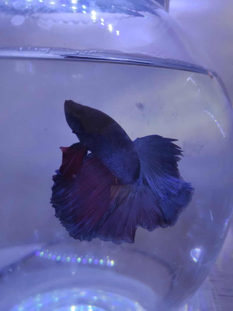 Shark Tank Pet Shop - Shark Tank Pet Shop, Infront of C, N.I. Church , Mission, Sagundungari, Odisha 766107, India