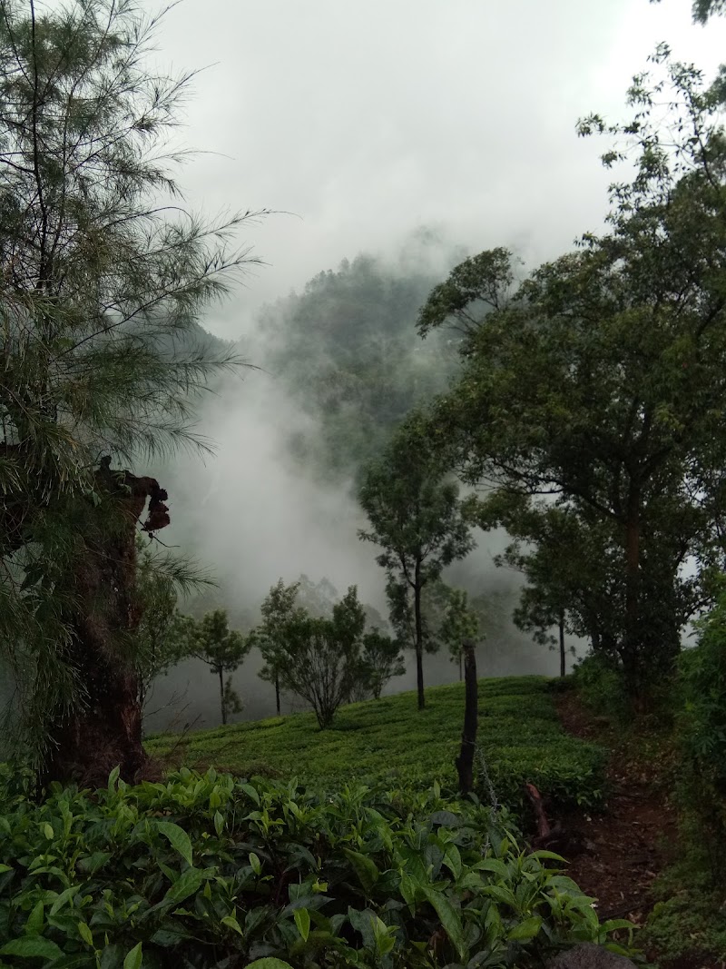 Mountain trees cottages - Mountain trees cottages, ANACHAL - MUNNAR, ANACHAL JUNCTION, IDUKKI, 22FQ+6MM, DIST, Anachal, Kerala 685565, India