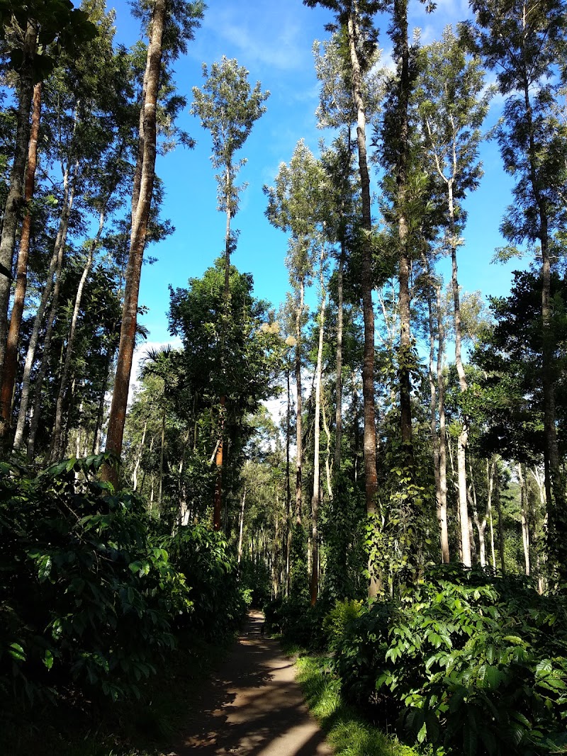 Bopanna's Homestay - Coorg - Bopanna's Homestay - Coorg 7RVJ+V49, Hachinad, Karnataka 571211, India