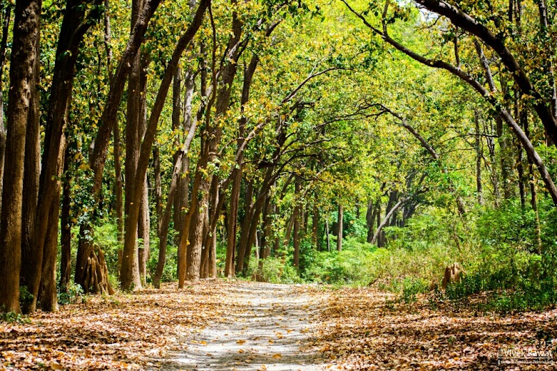 Dhikala Forest Rest House - Dhikala Forest Rest House Ram Nagar, Shivlalpur Pandey, Ramnagar, Uttarakhand 246142, India