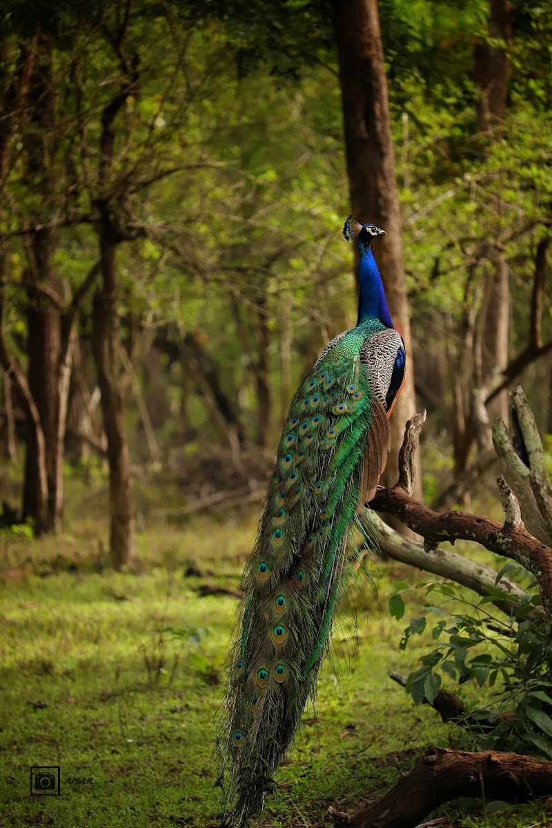 Kakanakote Safari Center, Dammanakatte Mysuru - Kakanakote Safari Center, Dammanakatte Mysuru, 2774+FP2, SH 33, Manchegowdanahalli, Antharasanthe, Karnataka 571114, India