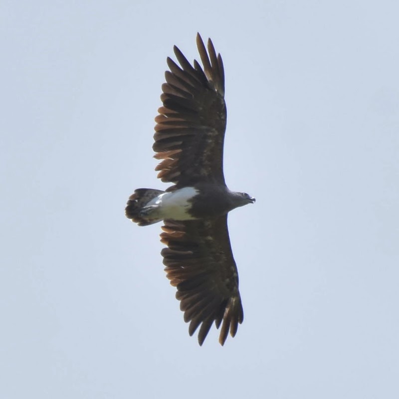 Cauvery Wildlife Sanctuary - Cauvery Wildlife Sanctuary, XMH3+J93, Chamarajanagar, Karnataka 571490, India