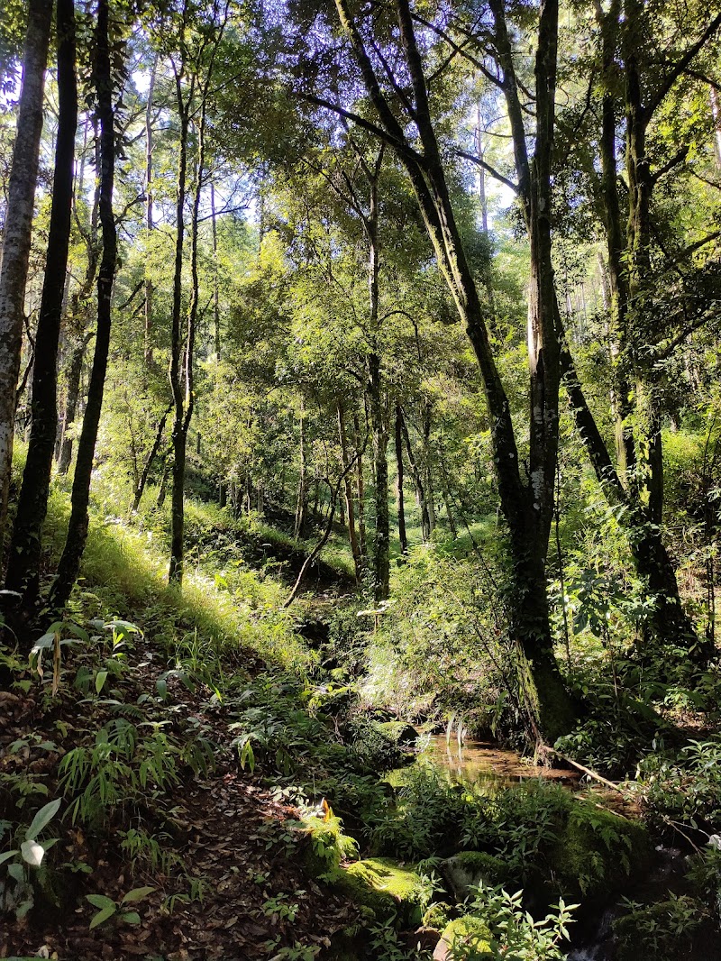 Malki Forest - Malki Forest HV5P+PJH, Unnamed Road, Malki, Shillong, Meghalaya 793003, India