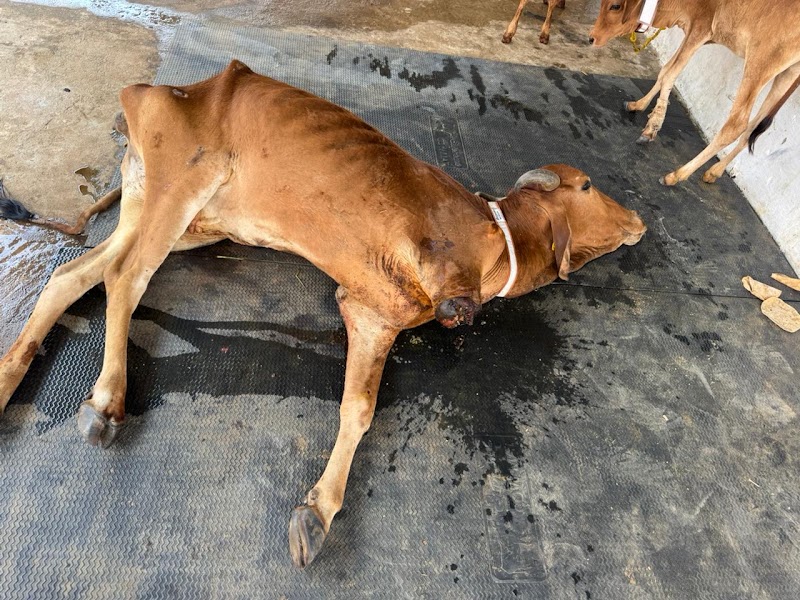 GAU AROGYAM - GAU AROGYAM, Mohara road, bypass, near mohara, Rajnandgaon, Mohara, Chhattisgarh 491441, India