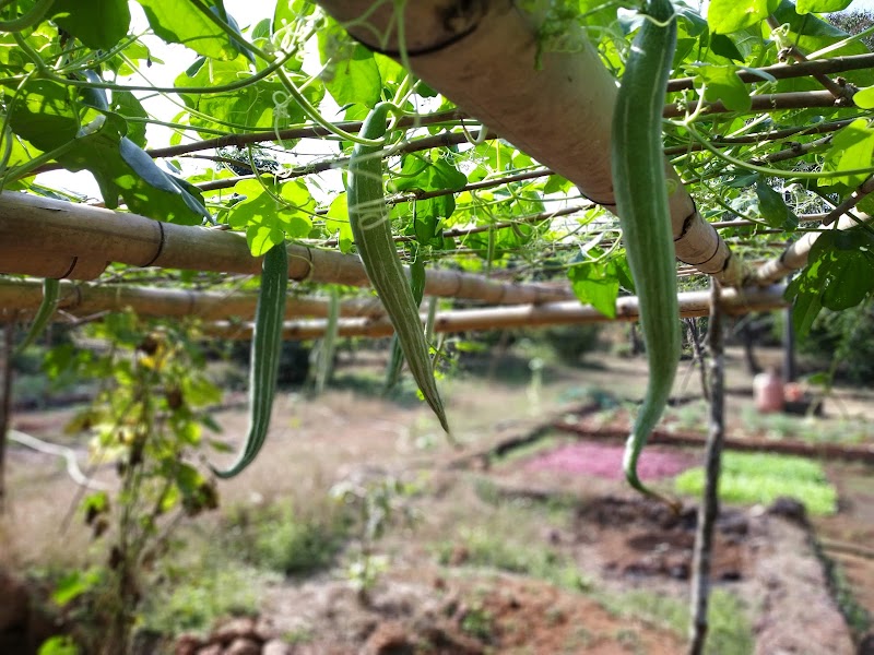 Farm of Happiness Farm Stay (आनंदाचं शेत) - Farm of Happiness Farm Stay (आनंदाचं शेत) Off, Parchuri Road, near Kaatal Wadi (कातळवाडी, Phungus, Parchuri, Maharashtra 415637, India