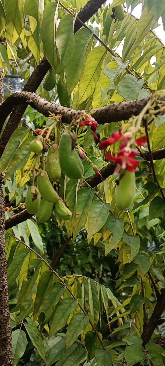 Wayanad spice plantation tours