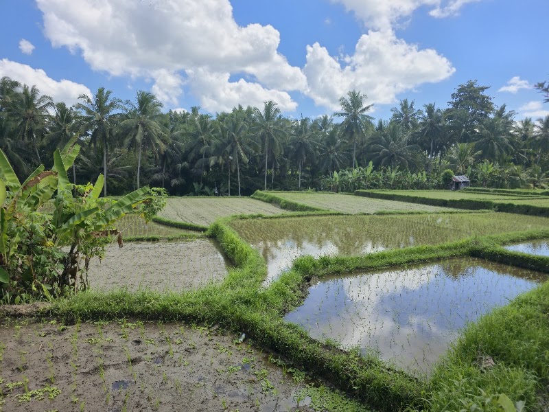 Kajeng Rice Field - Kajeng Rice Field Jl. Kajeng No.88, Ubud, Kecamatan Ubud, Kabupaten Gianyar, Bali 80571, Indonesia