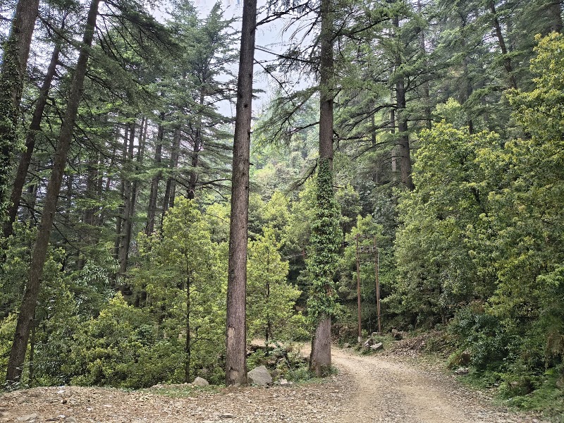Naddi View Point - Naddi View Point Naddi, McLeod Ganj, Dharamshala, Himachal Pradesh 176216, India
