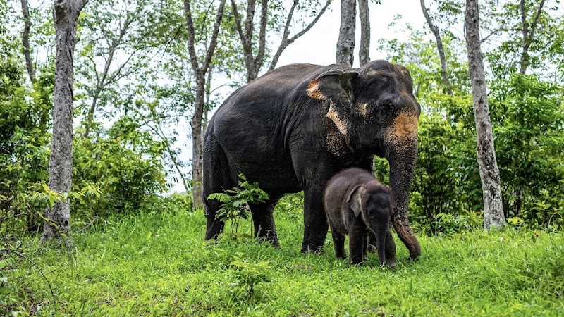 Phuket Elephant care Sanctuary
