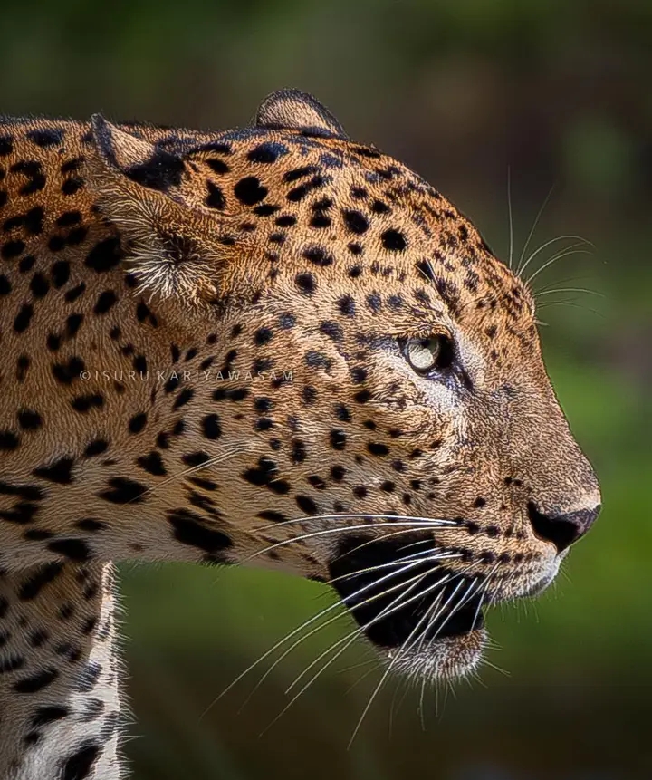 Yala Safari - Ceylon Wild - Yala Safari - Ceylon Wild, Yodhakandiya, Tissamaharama 82600, Sri Lanka