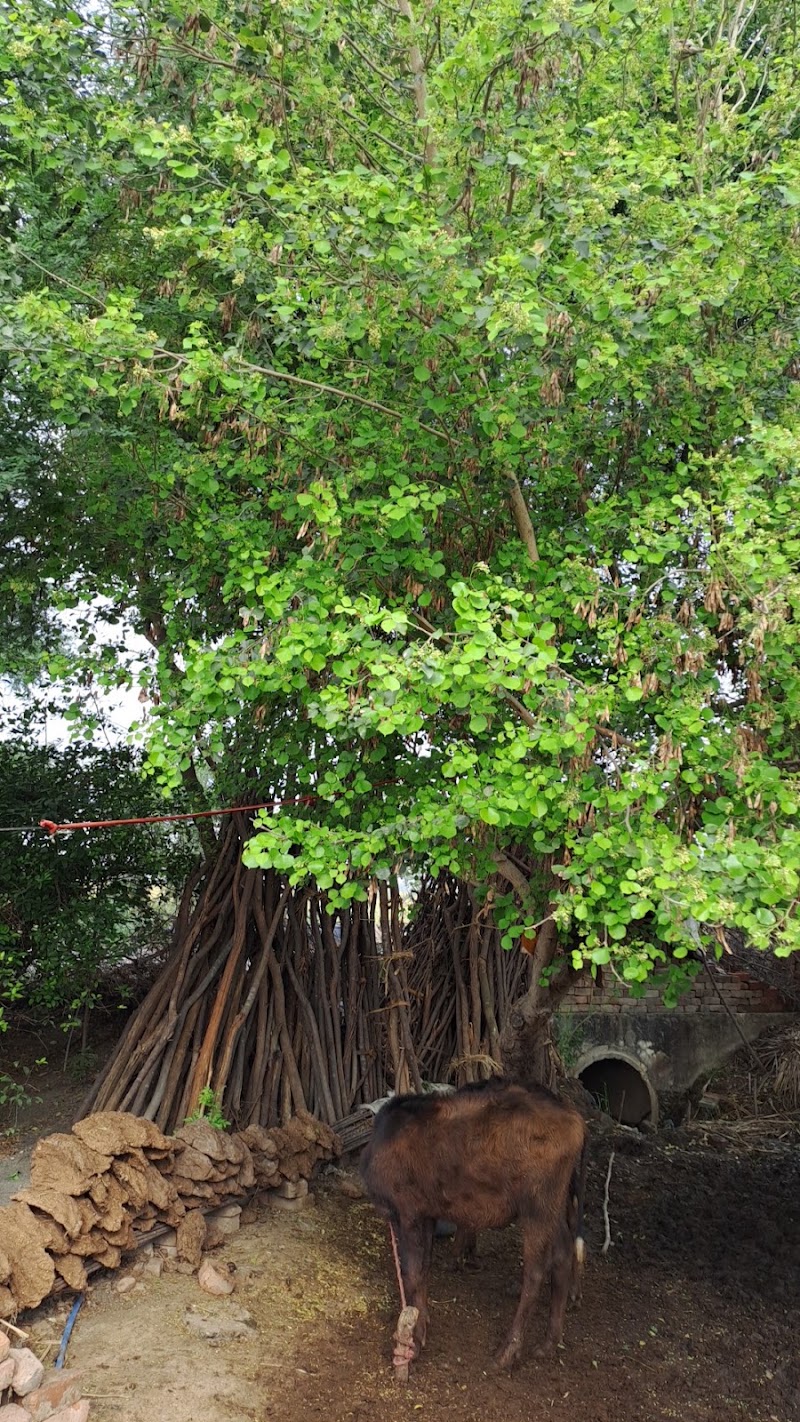 Kot - Kot, Madhya Pradesh 477333, India