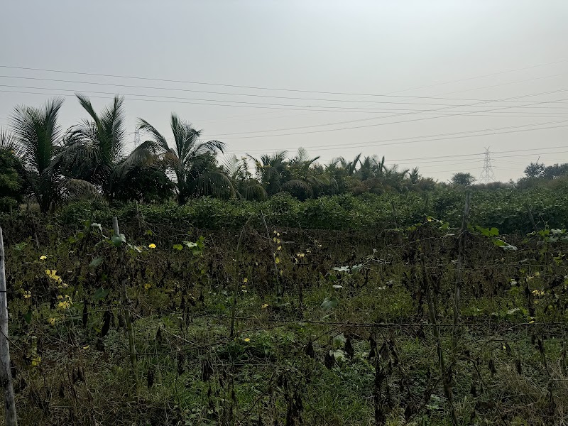 Shree vyas farmhouse - Shree vyas farmhouse, 8C3V+GQ, Chetuwa, Chhattisgarh 490042, India