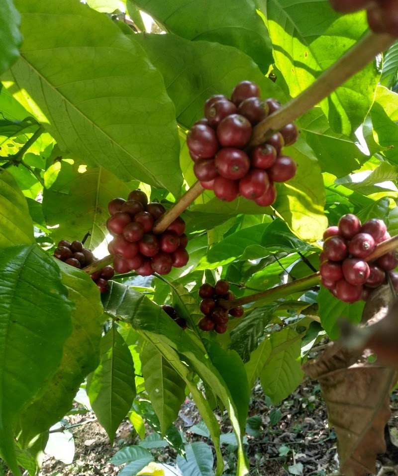 STONE RIVER HOMESTAY - STONE RIVER HOMESTAY, Mekeri Village, Madikeri, Karnataka 571201, India