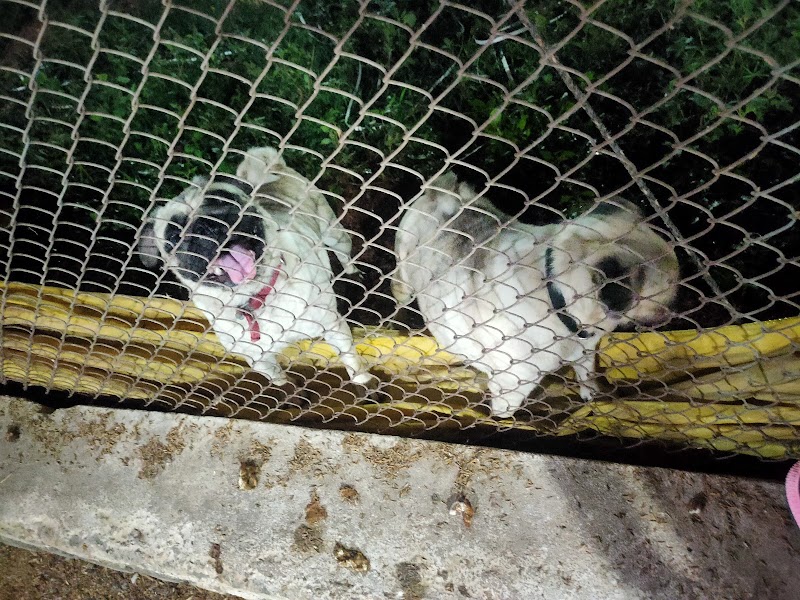 WElCome Poultry Ind.{ROYAL RAJPut Form} - WElCome Poultry Ind.{ROYAL RAJPut Form}, 2VHW+PGX, Jaunda-2, Chhattisgarh 493885, India
