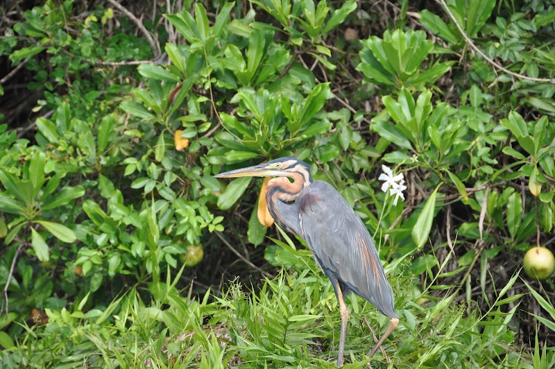 Bentota Ganga - Bentota Ganga, Sri Lanka