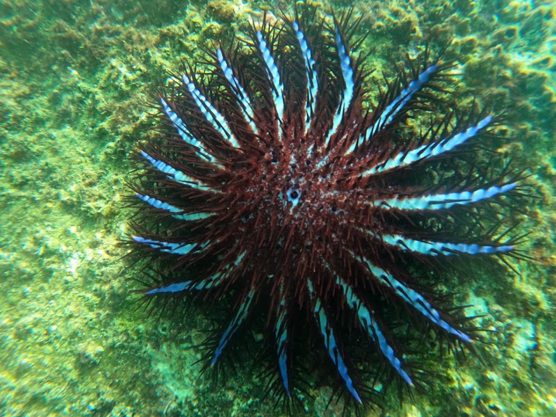 Ocean breeze Snorkeling centre - Ocean breeze Snorkeling centre No-42 alles garden, Trincomalee, Sri Lanka