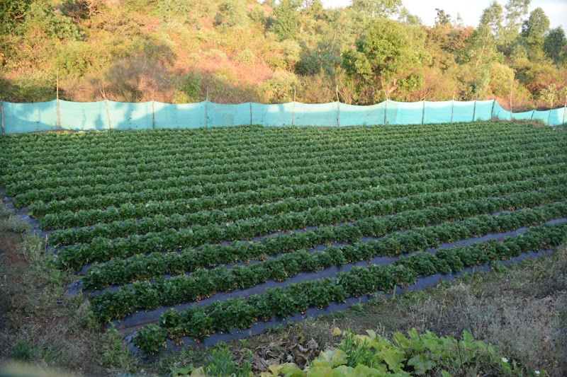 Forest Valley - Forest Valley, At: Bondarwadi, (Avakali), Tal: Mahabaleshwar, Dist: Satara., WP97+Q6C, Mahabaleshwar, Dhangarwadi, Maharashtra 412806, India