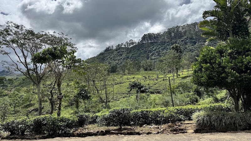 Dunkeld Tea Estate - Dunkeld Tea Estate, Dickoya, near Hatton, Sri Lanka