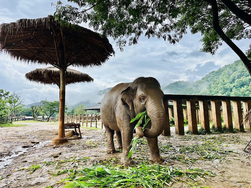 Elephant Nature Park - Elephant Nature Park ชม.3052 Tambon Kuet Chang, Amphoe Mae Taeng, Chang Wat Chiang Mai 50150, Thailand
