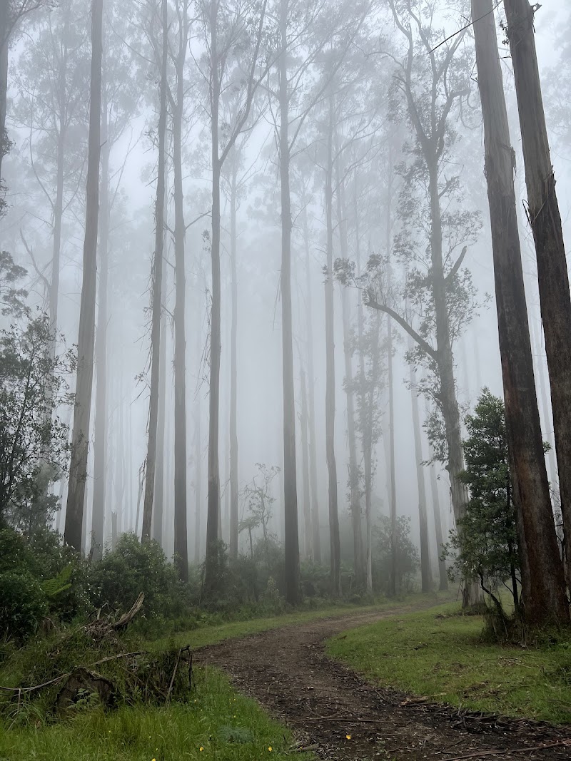 Yarra Ranges National Park - Yarra Ranges National Park, Lockwood Rd, Reefton VIC 3799, Australia