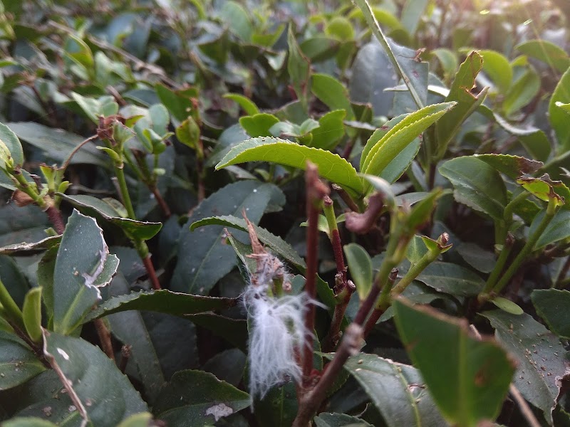 Manjhee Valley Tea Gardens - Manjhee Valley Tea Gardens, 58XW+73C, Hodal, Himachal Pradesh 176215, India